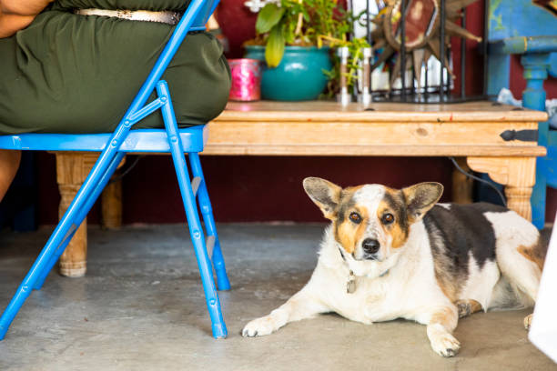 istock Mexican Family eating Dinner with Dog Watching 1069795930