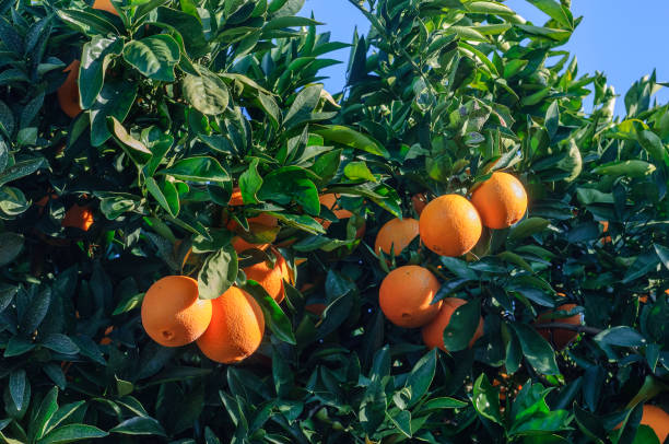 istock Close-up of Navel Oranges Ripening On Tree 1069798260