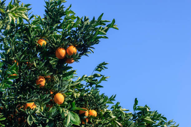 istock Close-up of Navel Oranges Ripening On Tree 1069798406