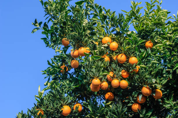 istock Close-up of Navel Oranges Ripening On Tree 1069799818
