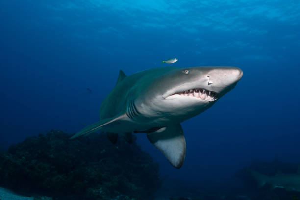 gris requin nourrice, tweed heads, new south wales, australie - sand tiger shark photos et images de collection