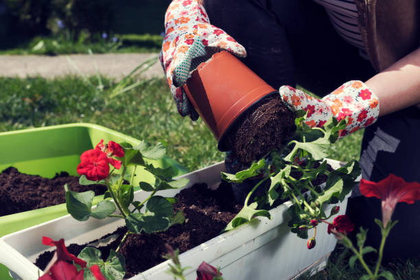 istock Planting red pelargonium in white pot 1069800918