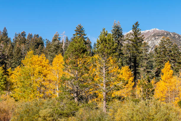 높은 시에라에서가 색상 - nevada pine tree autumn landscape 뉴스 사진 이미지