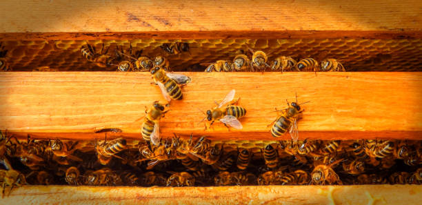 istock bee on honeycombs with nectar of copper slices into cells in the hive 1069802250