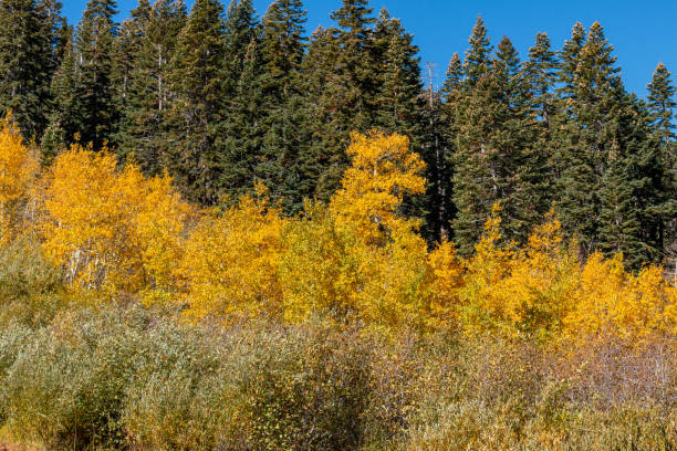 fall colors in the high sierra - 3494 imagens e fotografias de stock