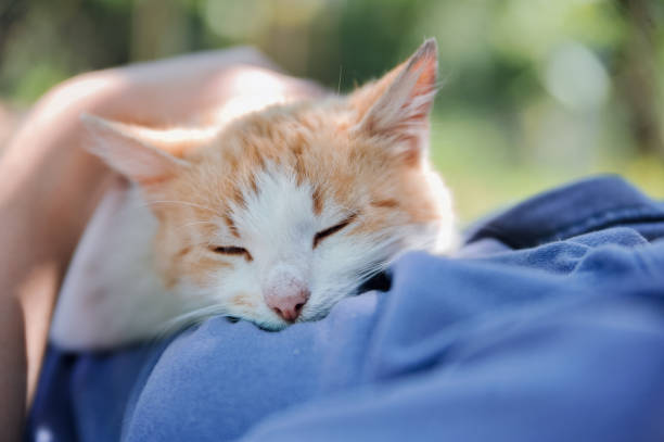 istock Ginger cat is sleeping on the woman's chest 1069803120