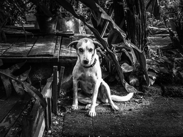 istock Thai street dog black and white color 1069804198