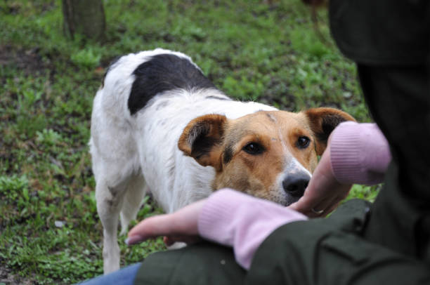 istock Stray dog is examining empty woman's hands in search for food 1069804252