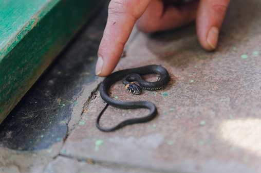 Close-up of a man's hand touching little grass snake. Ukraine.