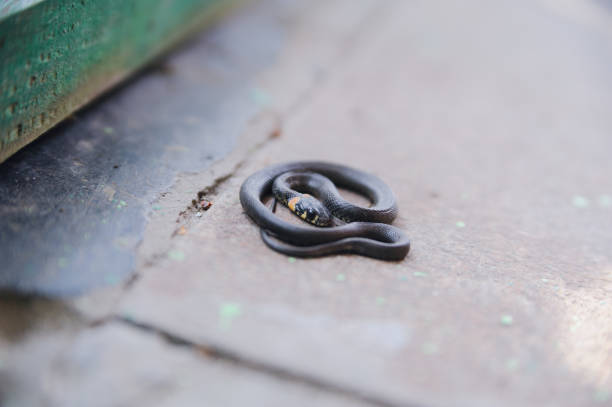 istock Close-up of little grass snake 1069804366