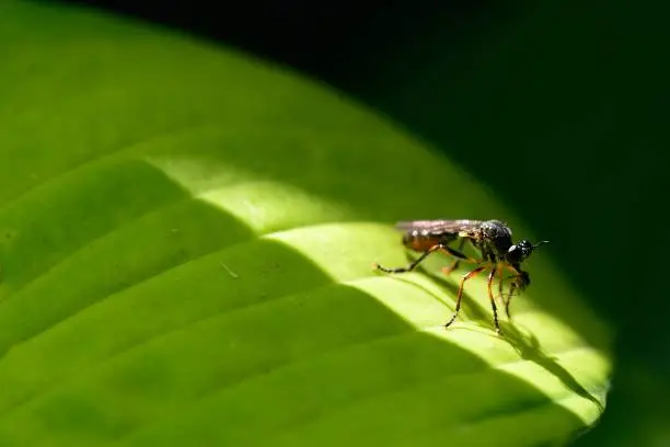 Robber Fly standing on a Hosta leaf eating and Aphid while casting a shadow from the sun.