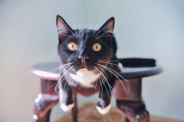 istock Close-up of domestic cat staring into the camera 1069804998