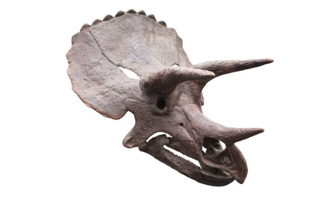 istock Skull of a Triceratops 1069805010