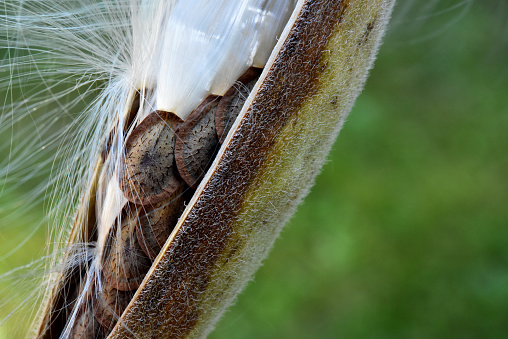 Milkweed plant with an open seed pod