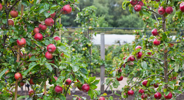 赤いリンゴ結実木 - マルスのイエバエ「赤い悪魔」パーマ カルチャー フォレスト ガーデンでの様々 な。 - deciduous tree flash ストックフォトと画像