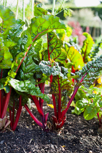 istock Red chard, green beets in the permaculture garden. 1069809360