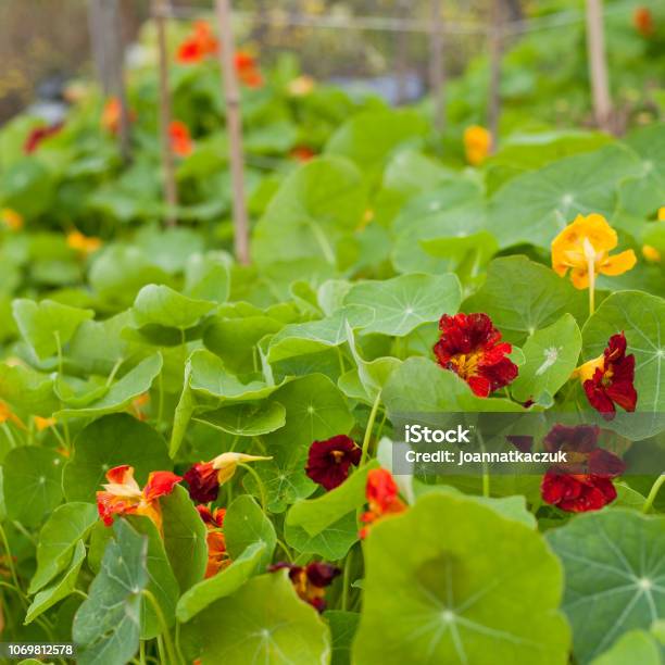 Nasturtium Flowering Plants In The Vegetable And Fruit Garden Growing Together With Polinating Plants Scarlet Variety Keeping Balance In Nature Permaculture Food Forest Design Stock Photo - Download Image Now