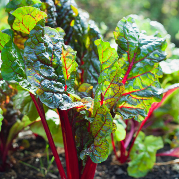 istock Red chard, green beets in the permaculture garden. 1069814644