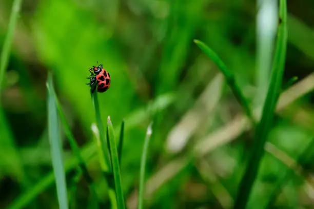 A Spotted Lady Beatle Coleomegilla maculata climing a blade of grass and reaching the top with nowhere to go. This photograph was taken in Dragon Lake Forest Preserve in Naperville, Illinois.