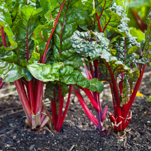 istock Red chard, green beets in the permaculture garden. 1069817820