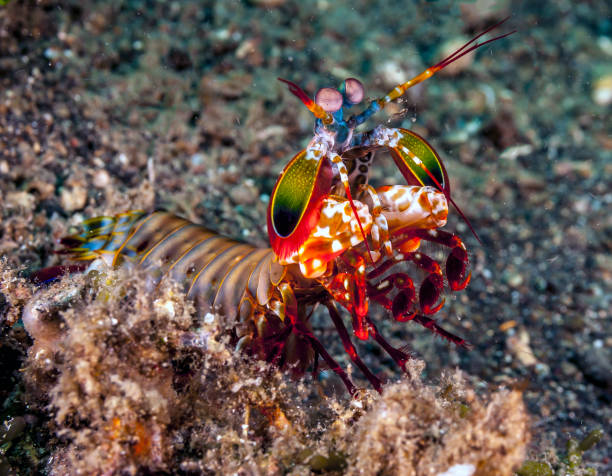 istock Odontodactylus scyllarus, peacock mantis shrimp 1069818044