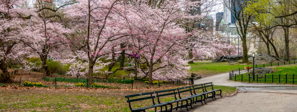 istock Central Park, New York City in spring 1069818084