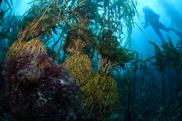 Giant Kelp Forest, Tasmania, Australia stock photo
