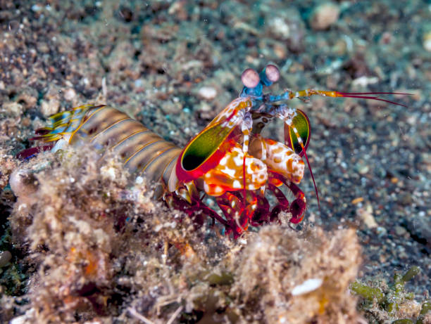 istock Odontodactylus scyllarus, peacock mantis shrimp 1069818332