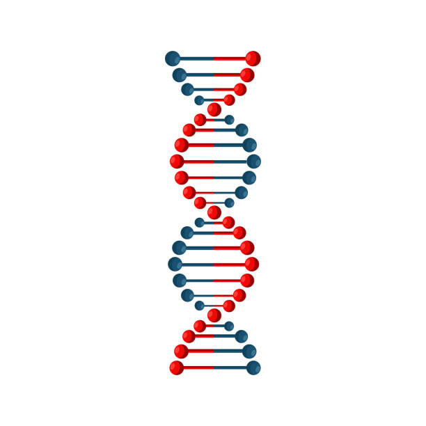 fragment of human DNA molecule, 3d illustration isolated on white background Fragment of human DNA molecule, 3d illustration isolated on white background.Vector. human genome map stock illustrations