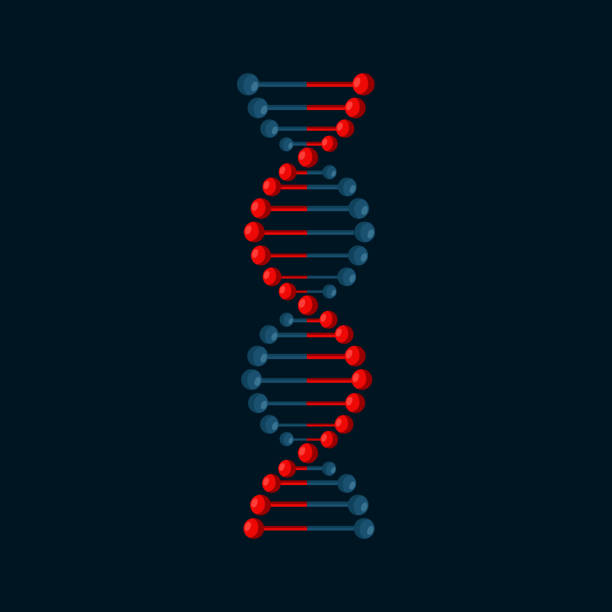 fragment of human DNA molecule, 3d illustration isolated on white background Fragment of human DNA molecule, 3d illustration isolated on white background.Vector. human genome map stock illustrations