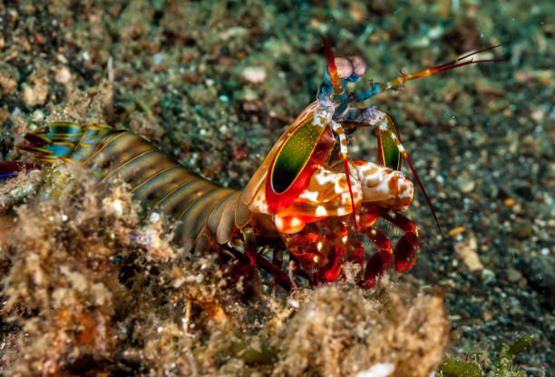 istock Odontodactylus scyllarus, peacock mantis shrimp 1069818594
