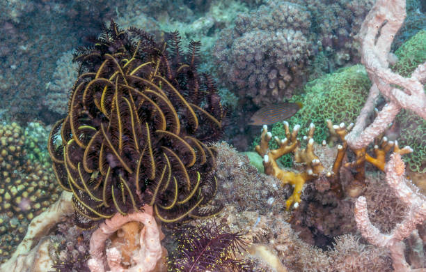 istock Crinoid on top of sponge 1069818608