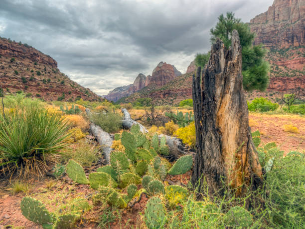 istock Zion National Park, Utah 1069818624