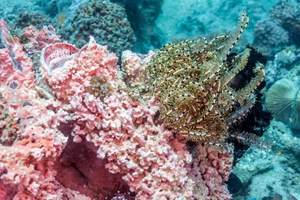 istock Crinoid on top of sponge 1069818654