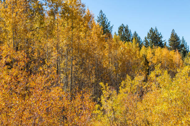 istock Autumn foliage in the Sierra Mountains 1069820894