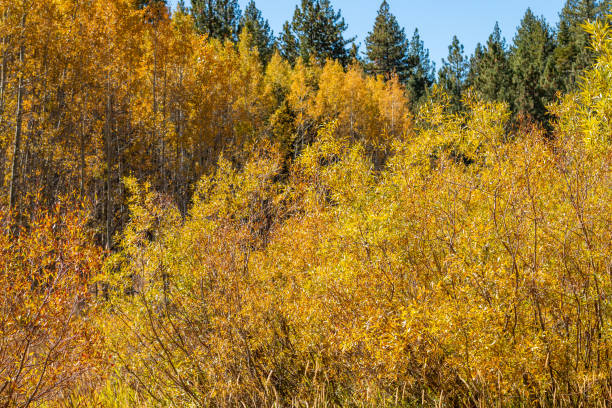 istock Autumn foliage in the Sierra Mountains 1069820912