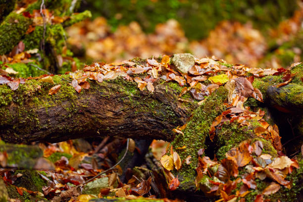 istock Autumnal canyon landscape with selective focus 1069827122