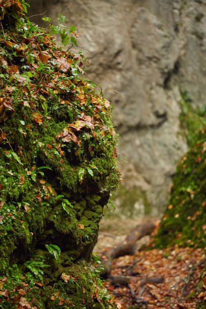 istock Autumnal canyon landscape with selective focus 1069827204