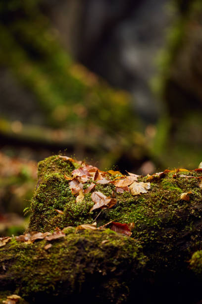 istock Autumnal canyon landscape with selective focus 1069827214