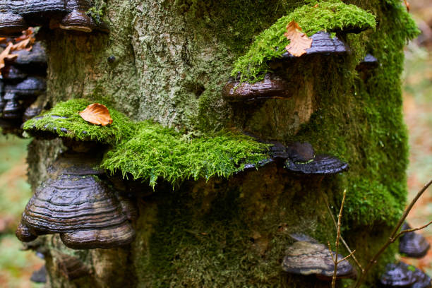 istock Colony of parasite mushrooms 1069835846