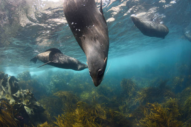 istock Long-nosed Fur Seals, Tasmania, Australia. 1069837436