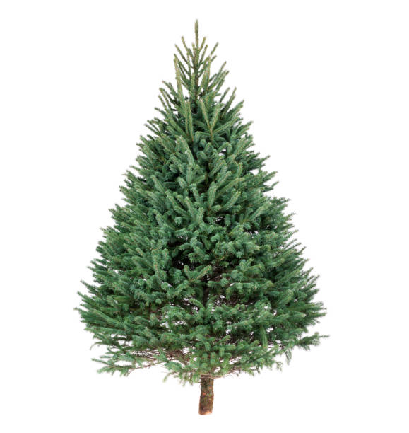 Christmas Black Hills Spruce Pine Tree Christmas Black Hills Spruce pine tree isolated on white fir tree stock pictures, royalty-free photos & images