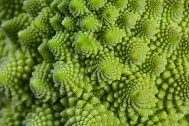 istock Romanesco broccoli cabbage marco. Nature fractal surface with spital pattern. close-up, selective focus 1069841042