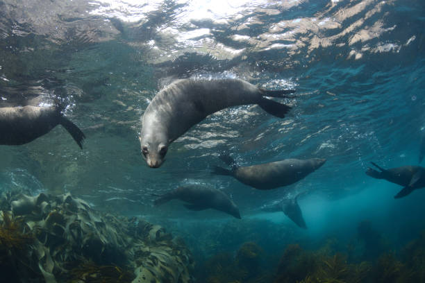 Long-nosed Fur Seals, Tasmania, Australia. stock photo