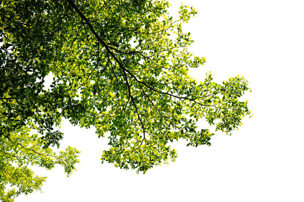 istock green leaf and branch isolated on white background 1069842710
