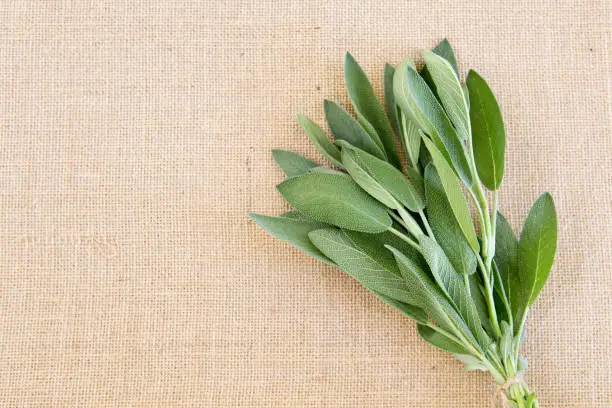 Fresh Sage herb bundle on beige natural burlap background with copy space