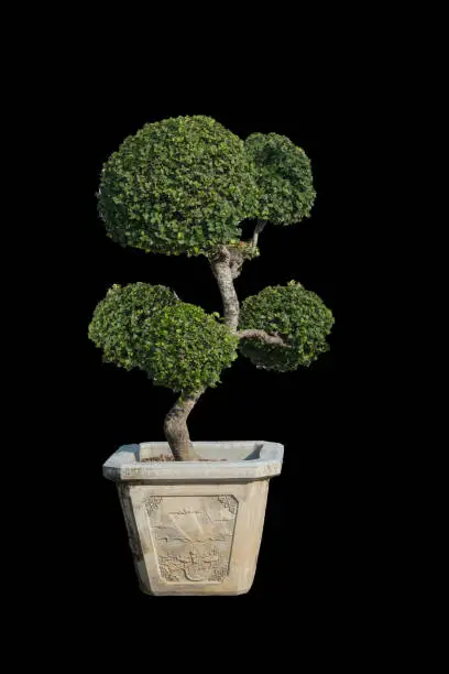 Photo of Bonsai green on a background scene background.