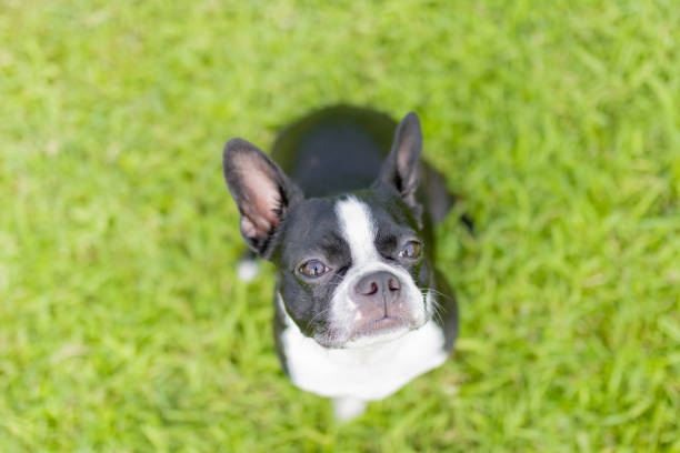 istock Boston Terrier Dog Park 1069846318