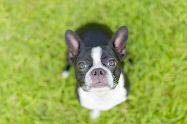 istock Boston Terrier Dog Park 1069846402
