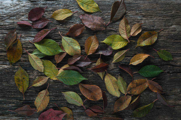 istock old black wooden table and leaves 1069850100